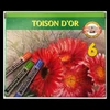 Kép 1/2 - *02270 PASZTELLKRÉTA   6 TOISON  KOH-8511