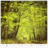 Kép 4/4 - *36021 FALINAPTÁR 2025 Forest GOS spirálozott  H166  30*30cm