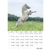 *36390 FALINAPTÁR 2026 Lovak Dayliner spirálozott FA-LO-B4  23*33cm