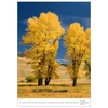 Kép 3/4 - *44153 FALINAPTÁR 2025 Fák-Trees GOS H125   31,5*45cm