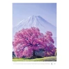 *44153 FALINAPTÁR 2026 Fák-Trees GOS H125   31,5*45cm