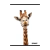 Kép 3/3 - *60796 FÜZET A5 vonalas STREET Safari 54 lapos  65883