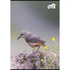 FÜZET A4  COOL by Victoria  