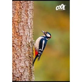 FÜZET A4  COOL by Victoria  