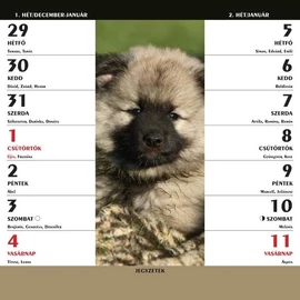 *61773 FALINAPTÁR 2026 Házi kedvencek kétheti mágneses 22*22cm