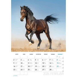 *35967 FALINAPTÁR 2026 Lovak LIZZY B4 spirálozott  23,5*33cm