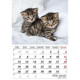 *43798 FALINAPTÁR 2026 Macskák T-Calendar A4 tűzött