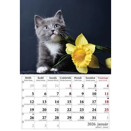 *48148 FALINAPTÁR 2026 Cicák  T-Calendar  23*33cm spirálozott