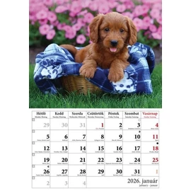 *48149 FALINAPTÁR 2026 Kutyák  T-Calendar  23*33cm spirálozott