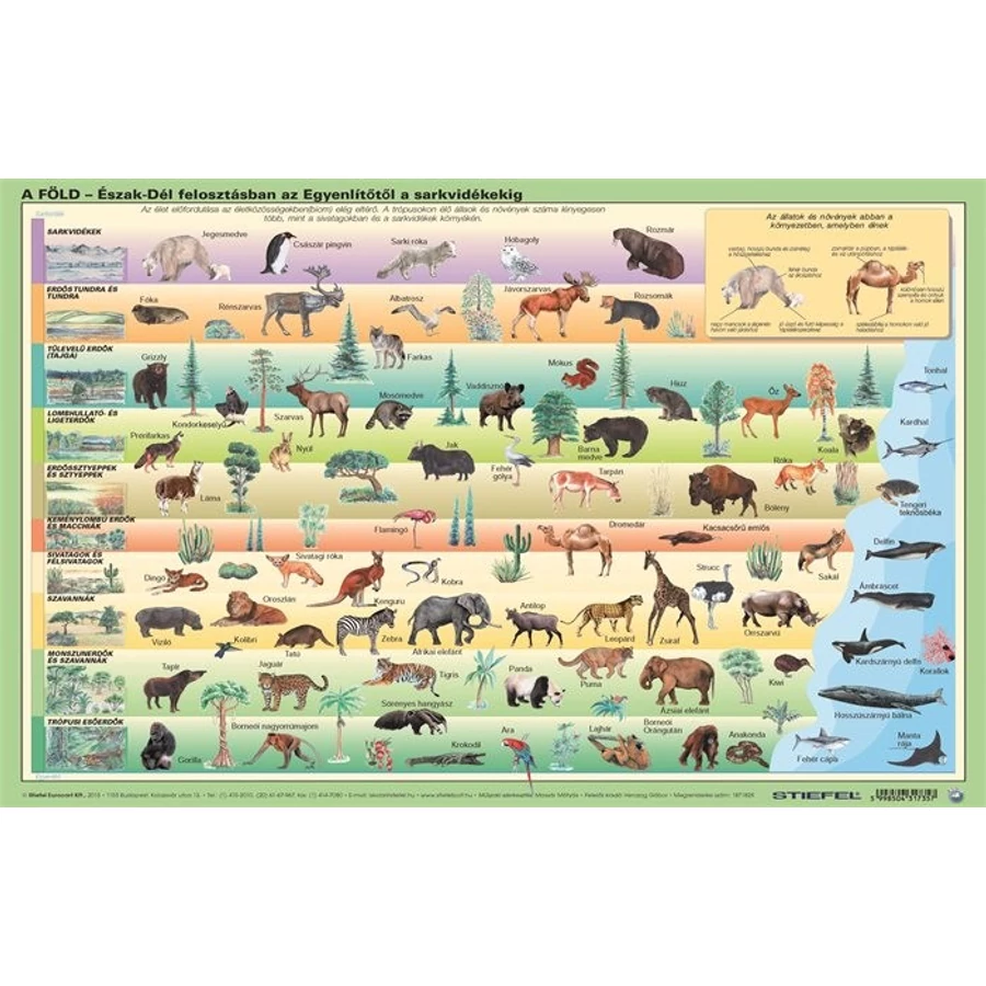 *31731 ASZTALI könyökalátét STIEFEL duó