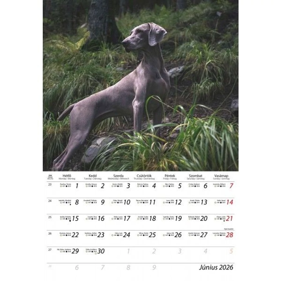 *41670 FALINAPTÁR 2026 Vadászat Dayliner spirálozott FA-VA-B4 22*33cm