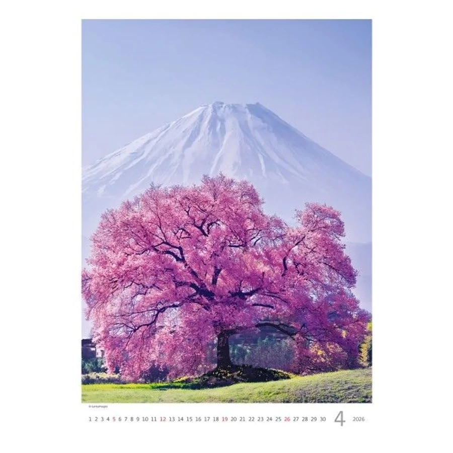 *44153 FALINAPTÁR 2026 Fák-Trees GOS H125   31,5*45cm