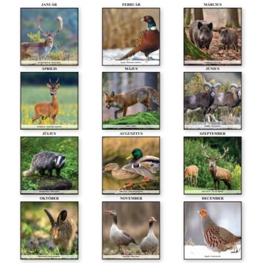 *41309 FALINAPTÁR 2026 Vadászat T-Calendar 33*33cm spirálozott