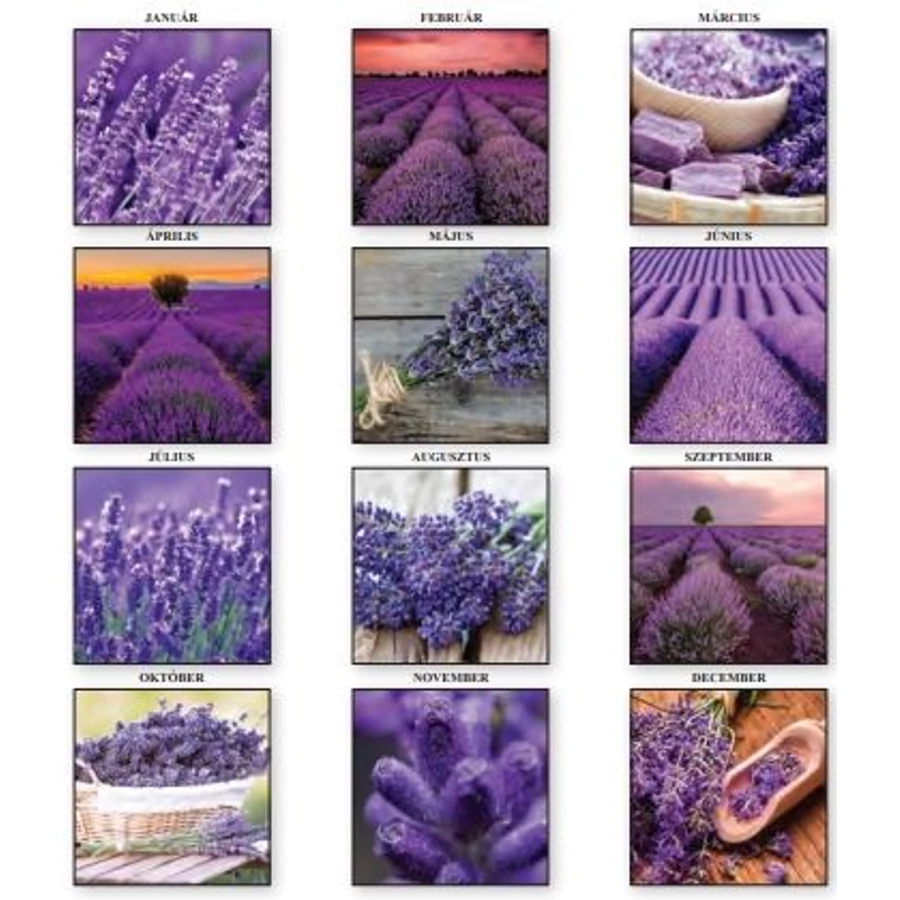 *46073 FALINAPTÁR 2026 Levendula T-Calendar 33*33cm spirálozott