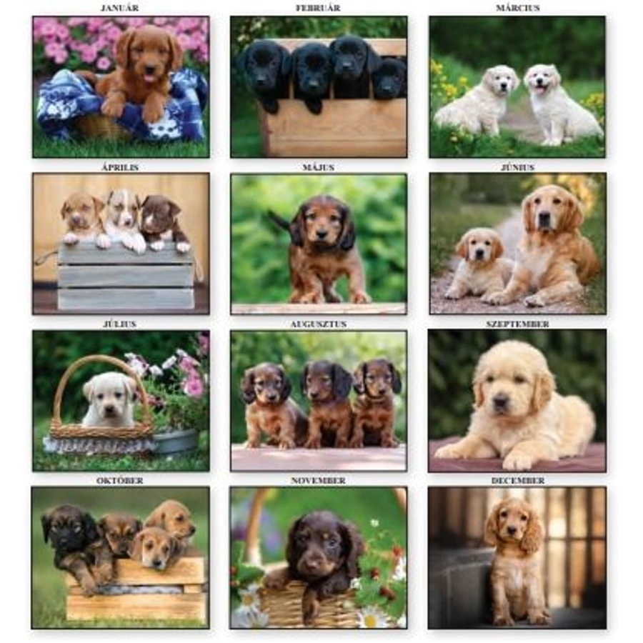 *48149 FALINAPTÁR 2026 Kutyák  T-Calendar  23*33cm spirálozott