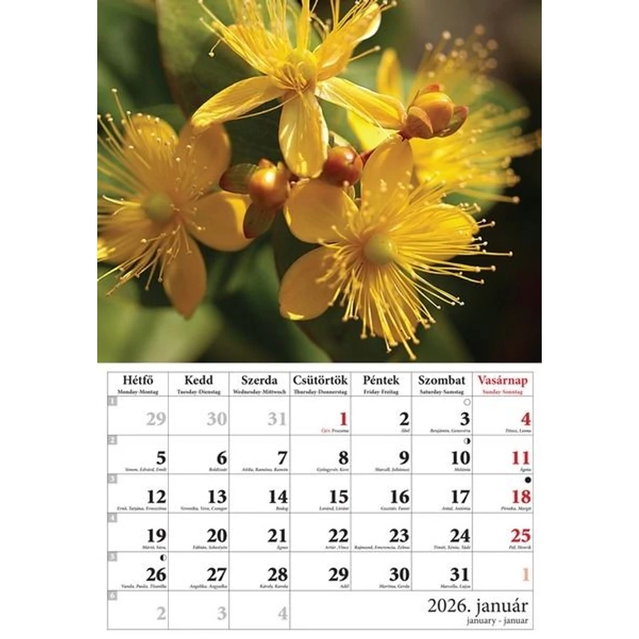 *52730 FALINAPTÁR 2026 Virágok T-Calendar 23*33cm spirálozott