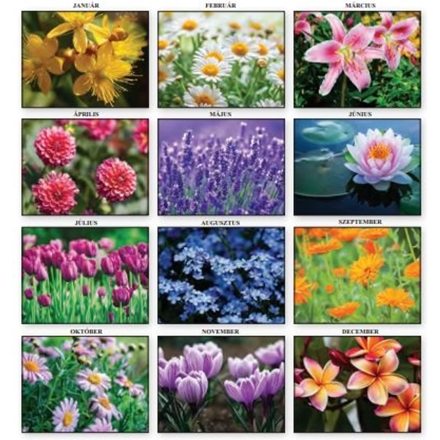 *52730 FALINAPTÁR 2026 Virágok T-Calendar 23*33cm spirálozott