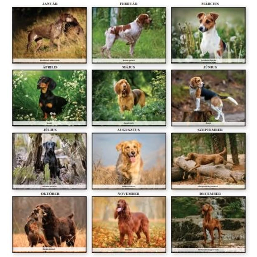 *52731 FALINAPTÁR 2026 Vadászkutyák  T-Calendar  23*33cm spirálozott