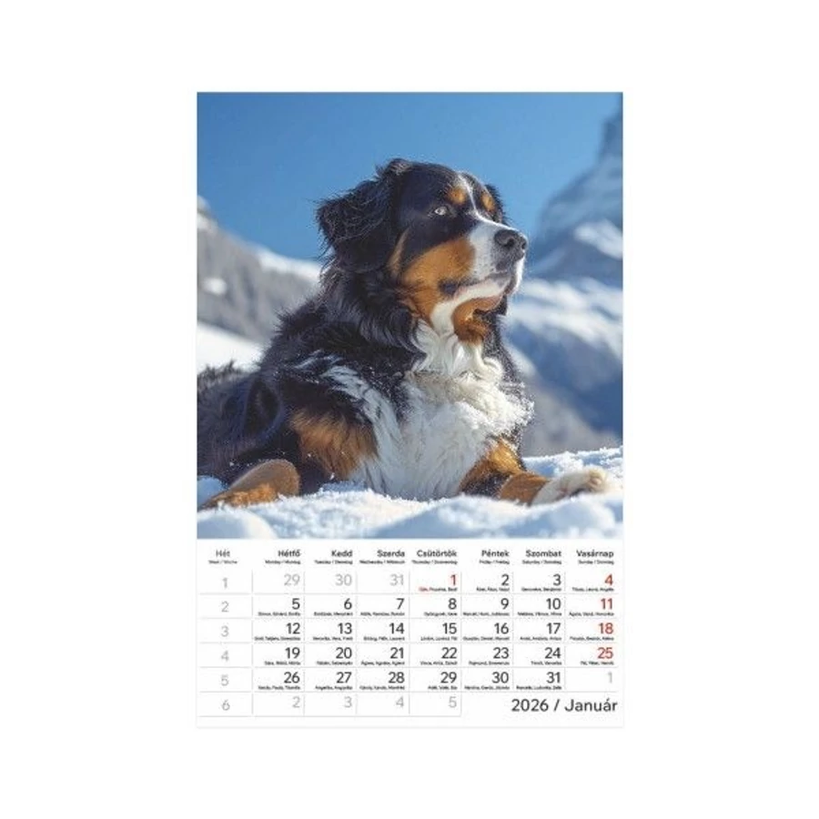 *22909 FALINAPTÁR 2026 Kutyák T094-10 spirálozott 22*33cm